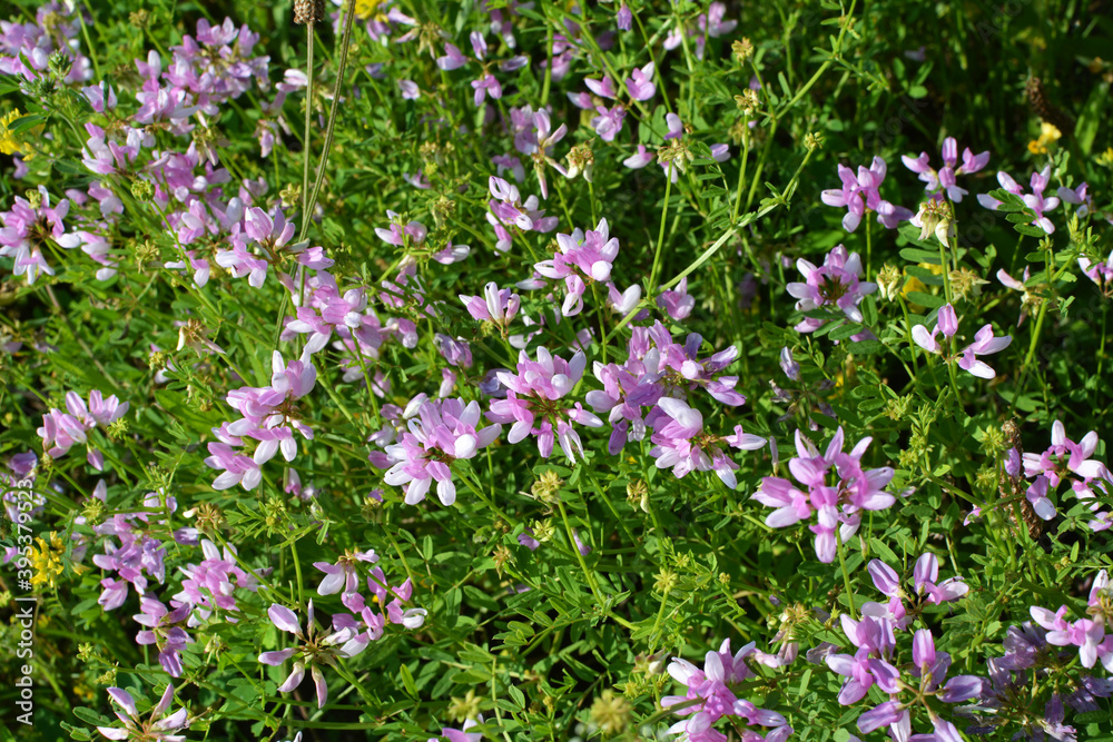 In nature, Securigera varia grows in herbs