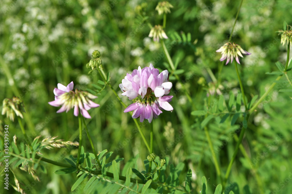 In nature, Securigera varia grows in herbs In nature, Securigera varia grows in herbs