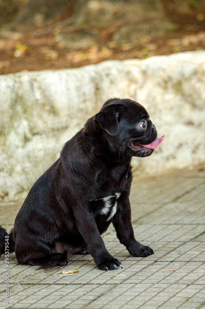 black labrador retriever puppy