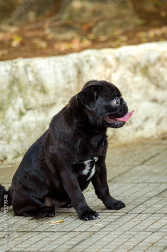 black labrador retriever puppy
