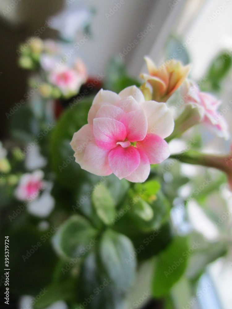 Obraz premium Cute flower