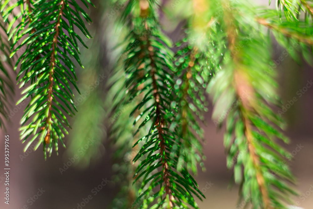 pine needles