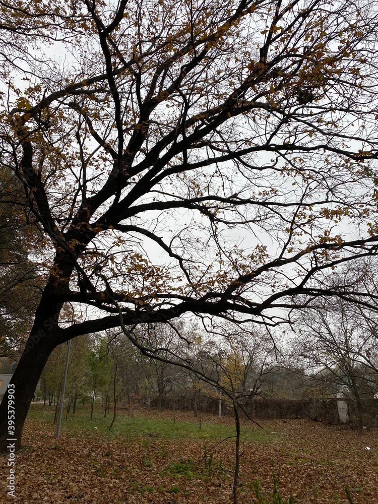 Gloomy oak tree in the park in autumn