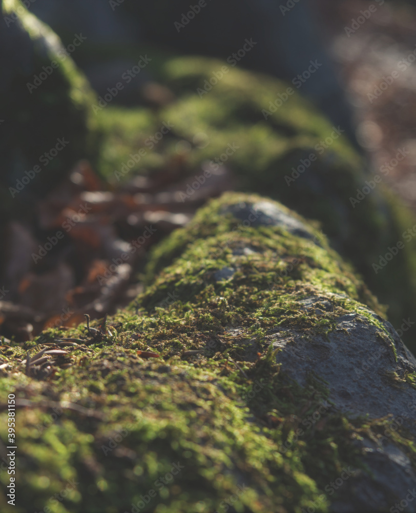 Fototapeta premium Moody Closeup of moss into forest at autumn in jena