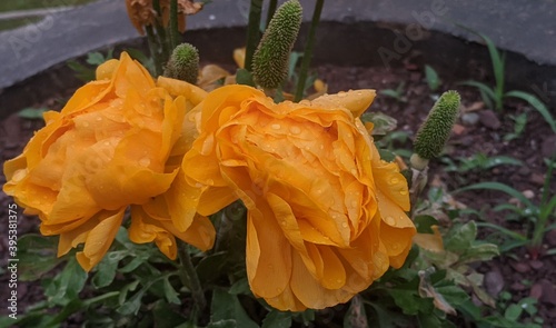 Flower in the garden