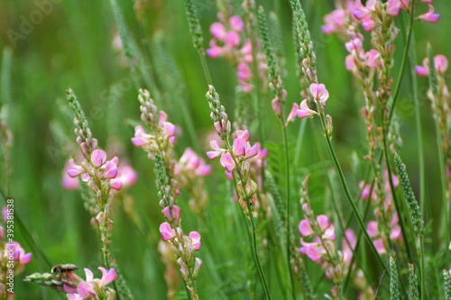 In the meadow among the herbs blooms sainfoin (onobrychis).