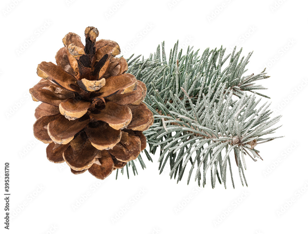 Pinecone isolated on white background with clipping path Pinecone isolated on white background with clipping path