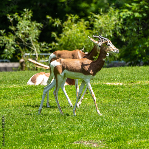 Dama gazelle, Gazella dama mhorr or mhorr gazelle is a species of gazelle photo