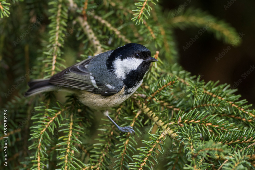 Fototapeta premium Tannenmeise (Periparus ater)