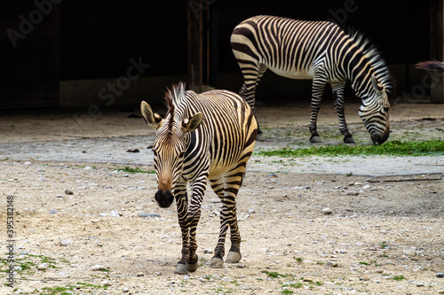 Hartmann s Mountain Zebra  Equus zebra hartmannae. An endangered zebra