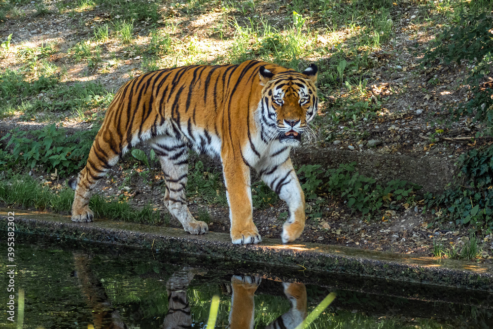 Fototapeta premium The Siberian tiger,Panthera tigris altaica in a park