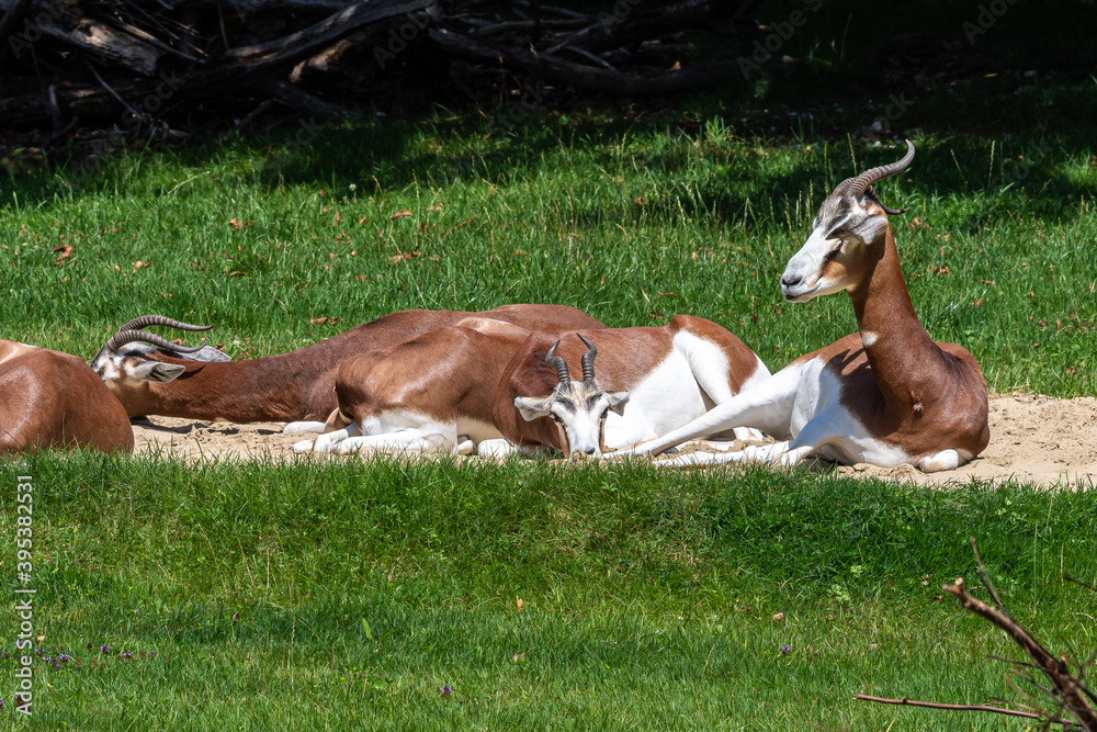 Dama gazelle, Gazella dama mhorr or mhorr gazelle is a species of gazelle Dama gazelle, Gazella dama mhorr or mhorr gazelle is a species of gazelle