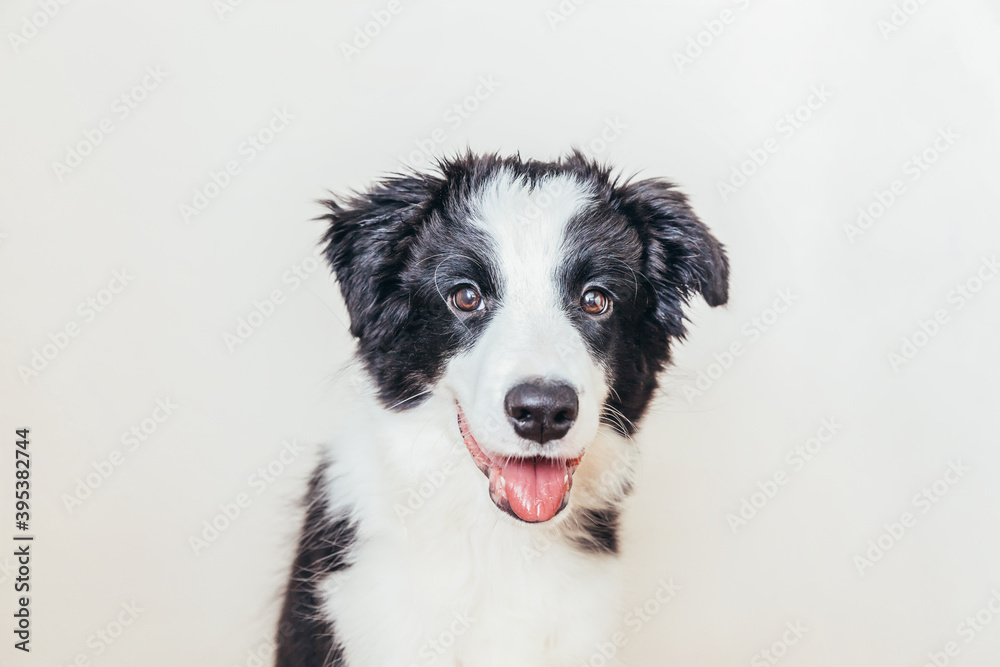 Funny studio portrait of cute smiling puppy dog border collie isolated on white background. New lovely member of family little dog gazing and waiting for reward. Pet care and animals concept.