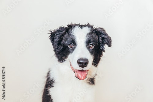 Funny studio portrait of cute smiling puppy dog border collie isolated on white background. New lovely member of family little dog gazing and waiting for reward. Pet care and animals concept. © Юлия Завалишина