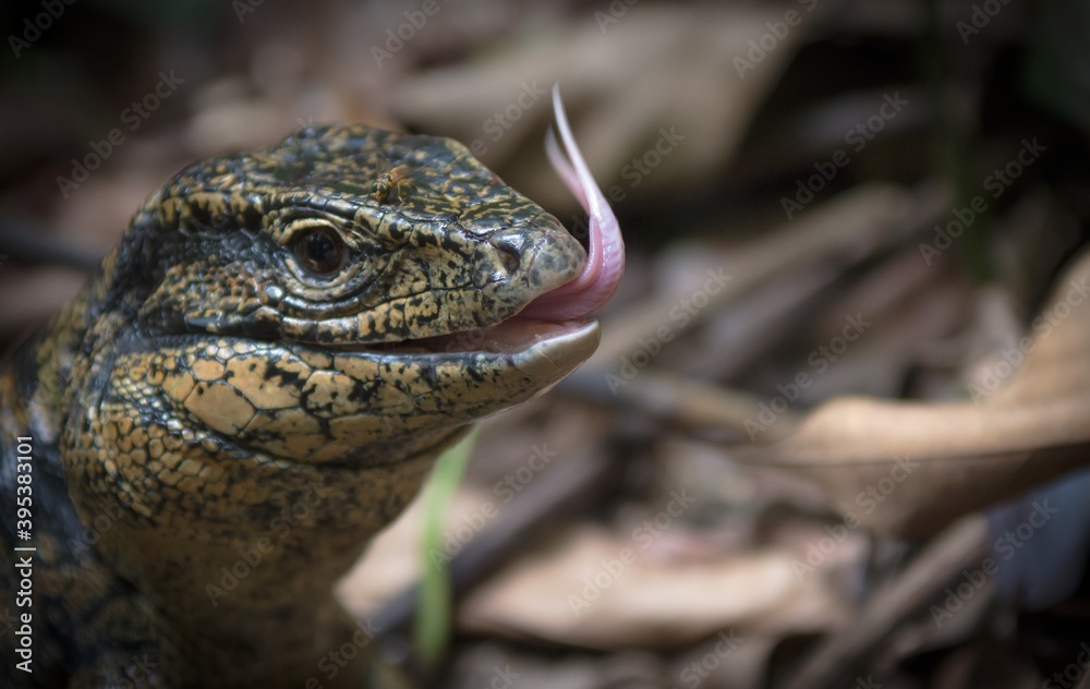 Fototapeta premium Guyane