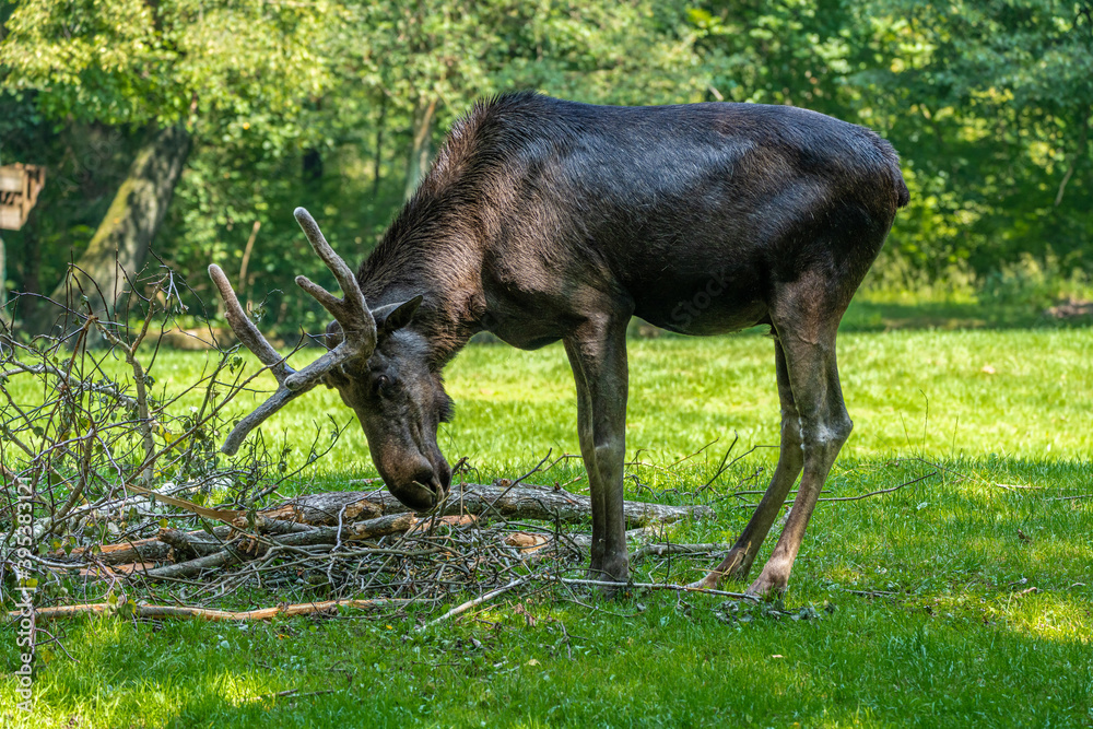 Fototapeta premium European Moose, Alces alces, also known as the elk