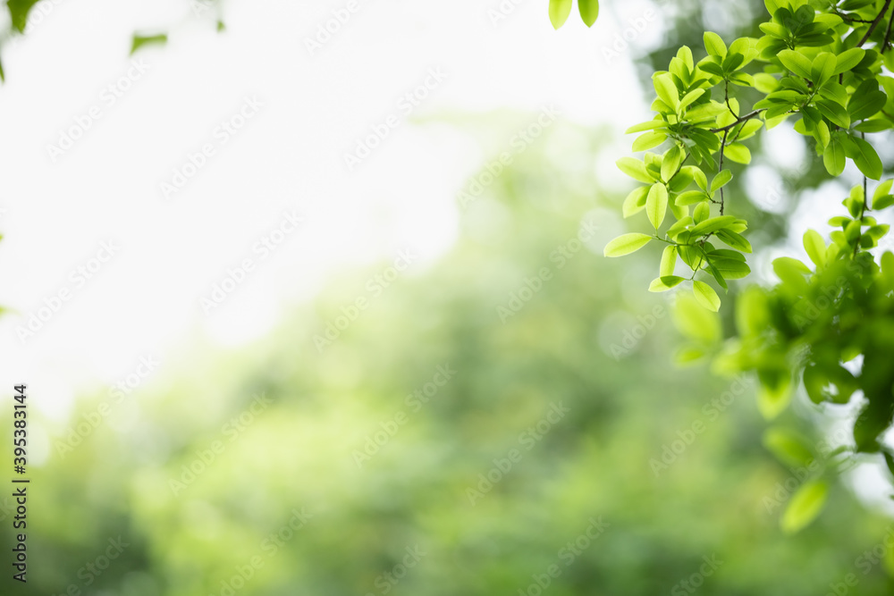 Obraz premium Beautiful nature view green leaf on blurred greenery background under sunlight with bokeh and copy space using as background natural plants landscape, ecology wallpaper concept.