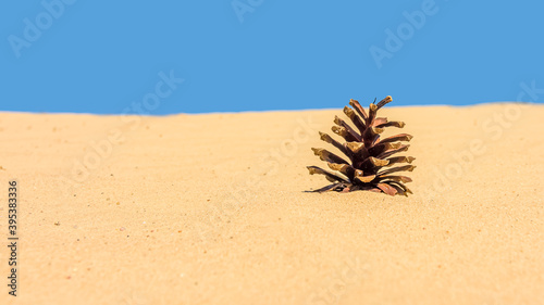 A brown pine cone in the sand with a blue sky background