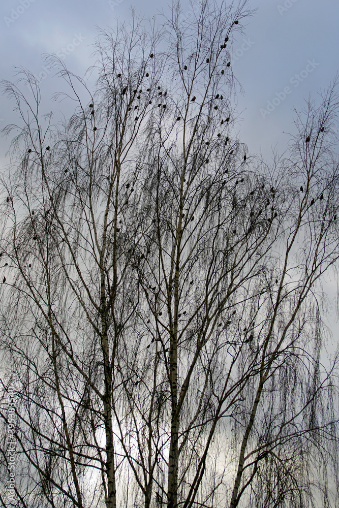 A flock of birds in November on the branches of a high birch. Waxwing. Against the sky A flock of birds in November on the branches of a high birch. Waxwing. Against the sky