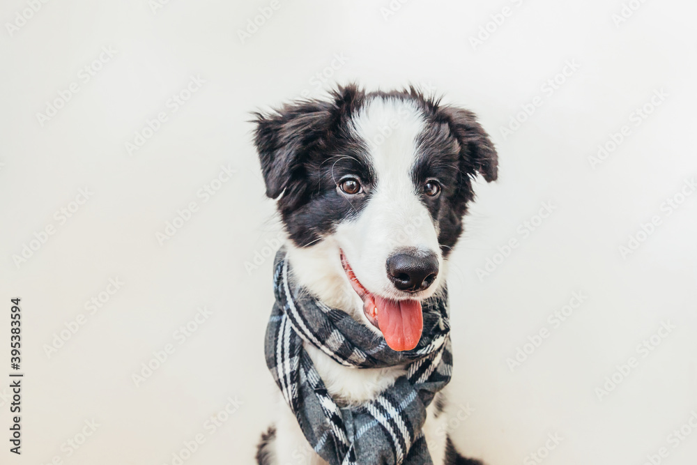 Fototapeta premium Funny studio portrait of cute smiling puppy dog border collie wearing warm clothes scarf around neck isolated on white background. Winter or autumn portrait of little dog.