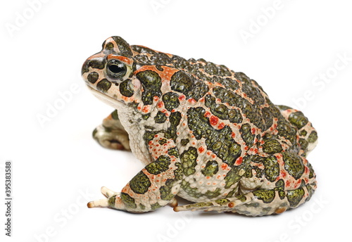 European green toad, Bufo viridis isolated on white background photo