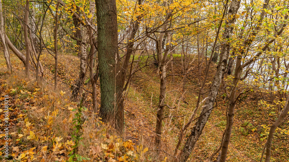 autumn forest, ravine, yellow leaves autumn forest, ravine, yellow leaves