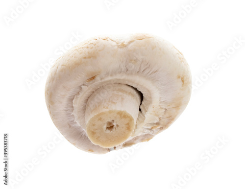 champignon isolated on a white background.