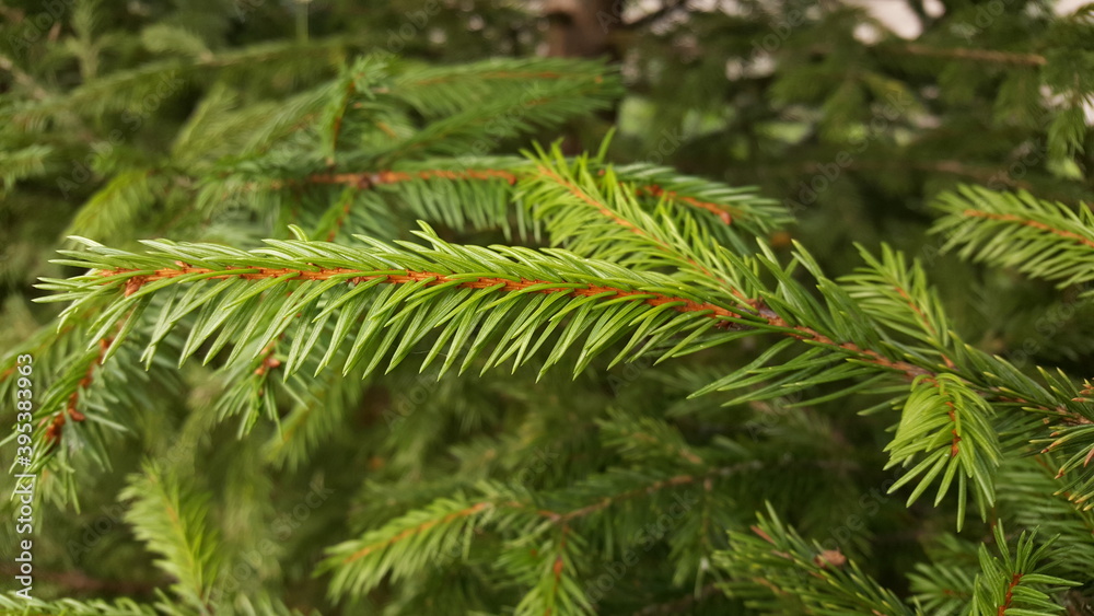 A live flexible spruce twig with fresh bright green needles close-up, against the background of greenery of other spruce branches, in a natural environment. A live flexible spruce twig with fresh bright green needles close-up, against the background of greenery of other spruce branches, in a natural environment.