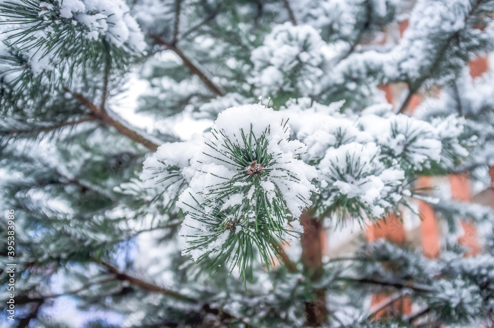 Pine branch in the snow, close up