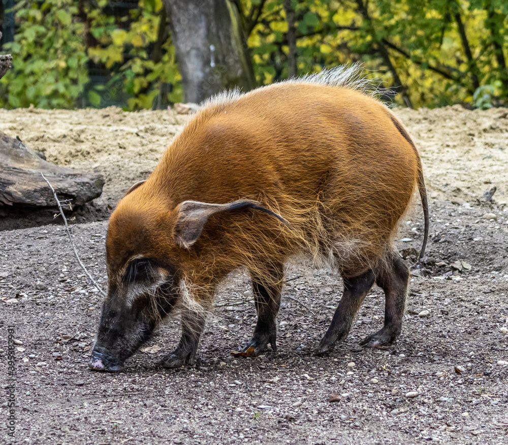 Red river hog, Potamochoerus porcus, also known as the bush pig. Red river hog, Potamochoerus porcus, also known as the bush pig.