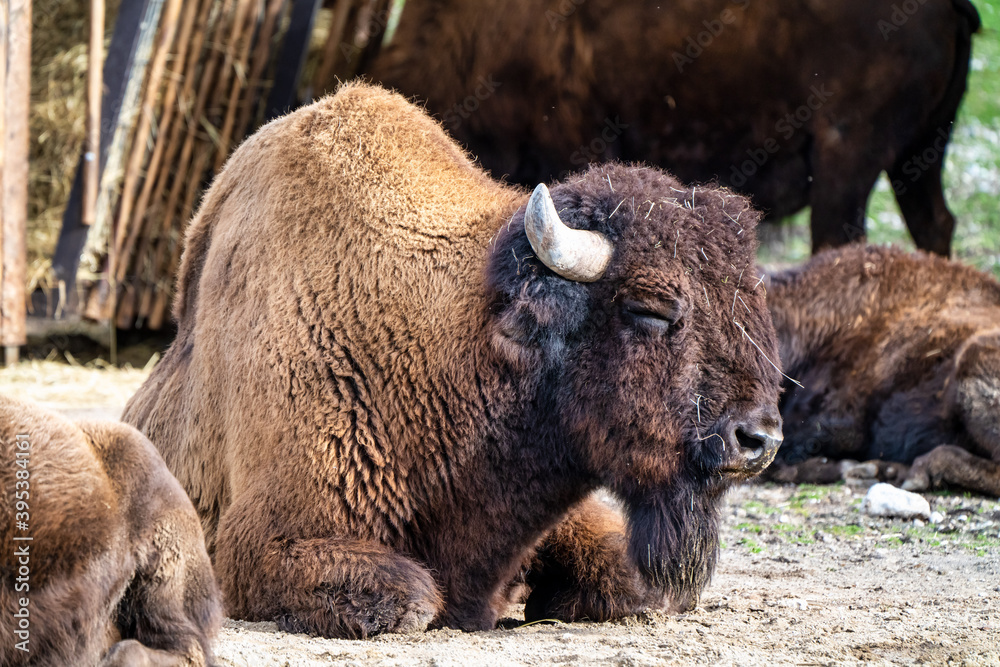 American buffalo known as bison, Bos bison in the zoo American buffalo known as bison, Bos bison in the zoo