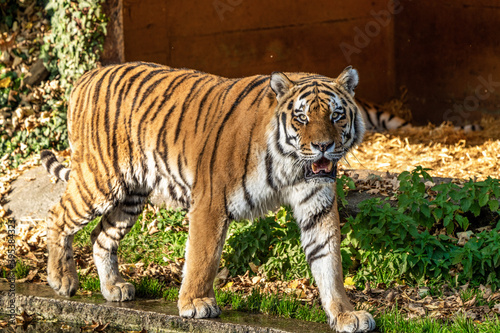 Fototapeta Naklejka Na Ścianę i Meble -  The Siberian tiger,Panthera tigris altaica in the zoo