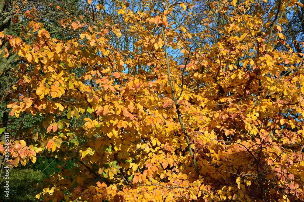 gelbe Blätter im Herbst