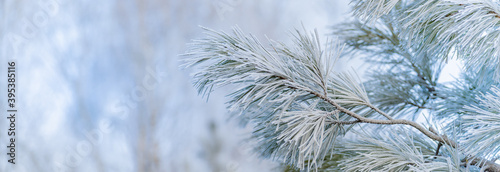 Winter panorama of pine branches with snow and frost on a light background for decorative design