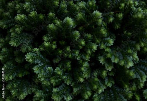 green leaves background wallpaper aloe vera
