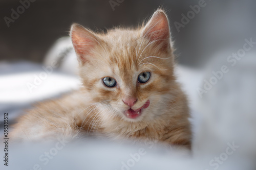 Ginger kitten playing © Volha