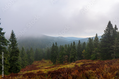 Forested mountain slope in low lying cloud with the evergreen conifers shrouded in mist in a scenic landscape view, jeseniky czech