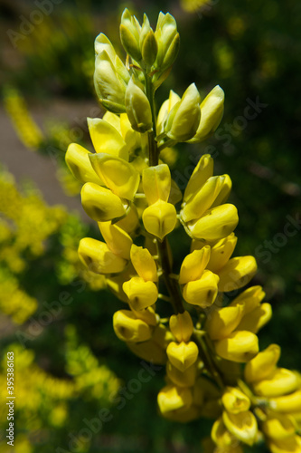 arbusto silvestre de flores amarillas 