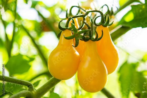 Yellow pear-shaped tomatoes