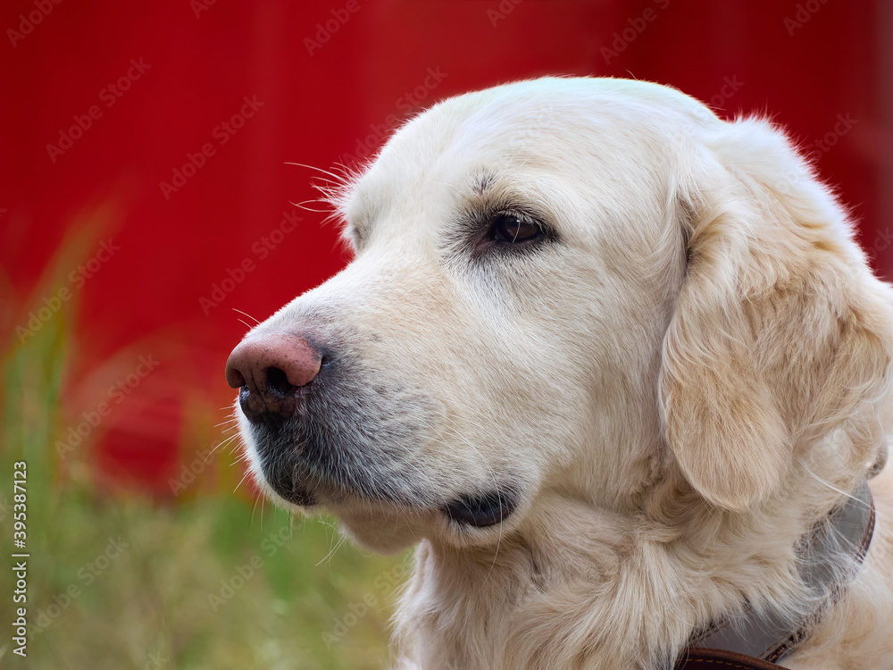 Beauty Golden retriever dog close-up.