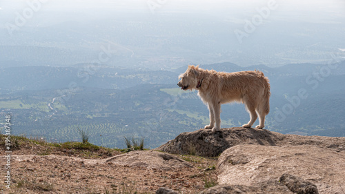 PASTOR BREED DOG ON THE EDGE OF CERRO DE SAN VICENTE WITH CLOUDS AND THE SKYLINE IN THE BACKGROUND, IN THE SIERRA DE SAN VICENTE, TOLEDO, SPAIN