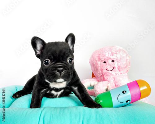 Cute black French bulldog puppy.
