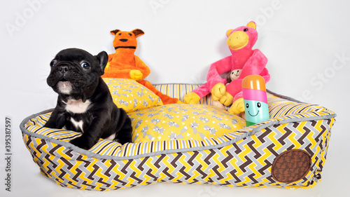 Cute black French bulldog puppy.