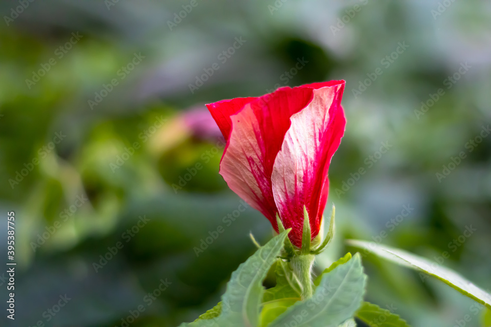 A pink tulip flower inside a home garden A pink tulip flower inside a home garden