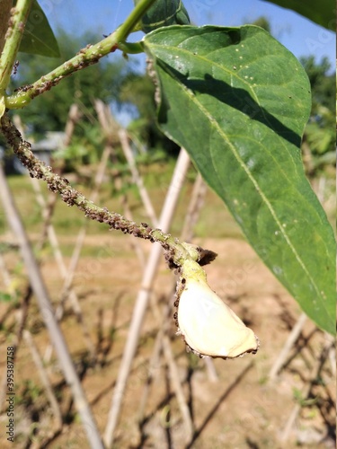 Mealybug in a bean in the garden photo