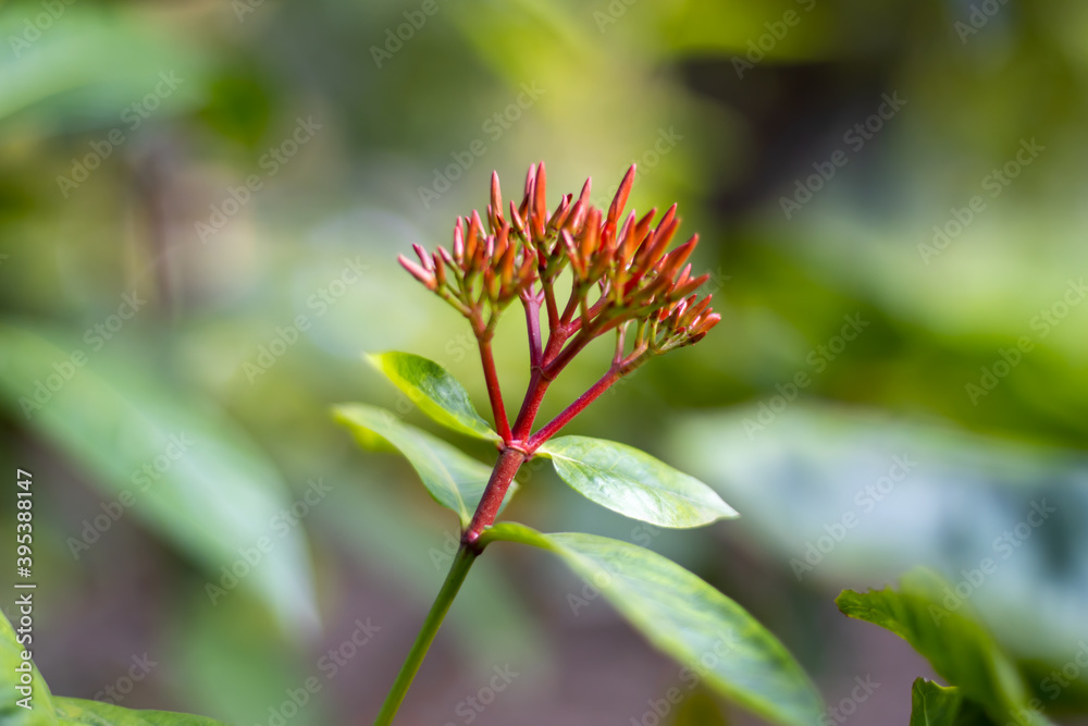 Beautiful red green Ixora flower buds closeup shot Beautiful red green Ixora flower buds closeup shot