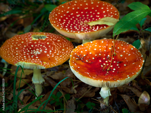 Fly agaric in the autumn forest.