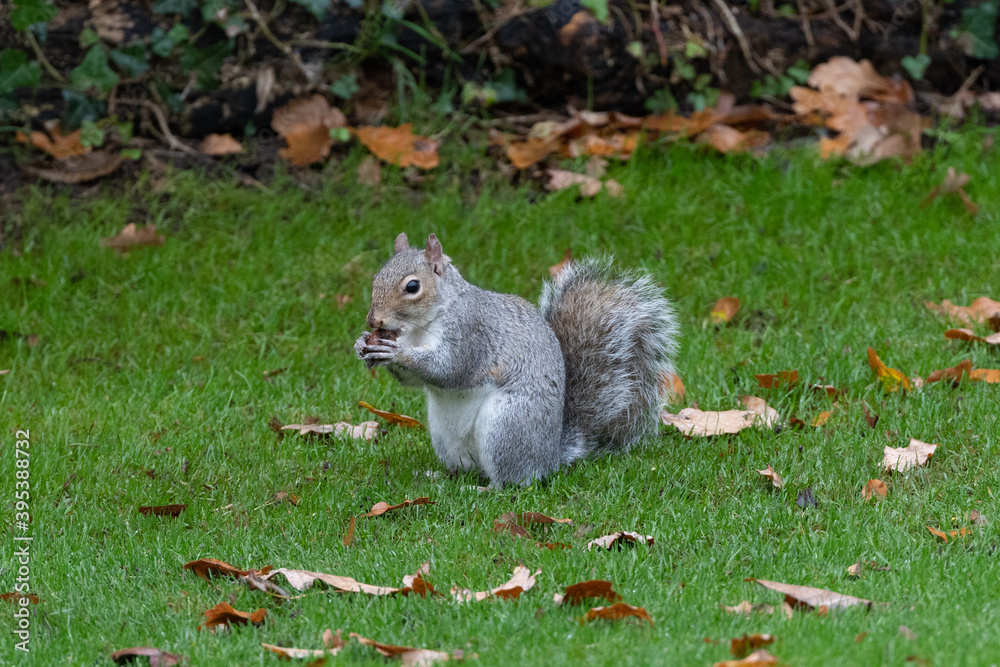 Obraz premium squirrel on grass eating nut