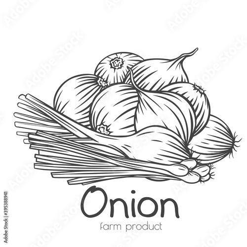 Onion bulbs, scallion, leek outline hand drawn engraved monochrome vector isolated illustration in retro sketch style
