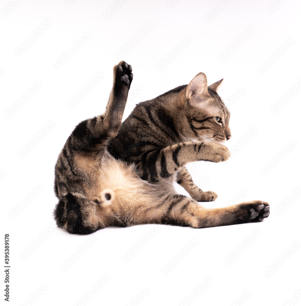 Adorable Thai American shorthair bobtail cat staring at stranger and lift the leg. Adorable Thai American shorthair bobtail cat staring at stranger and lift the leg.
